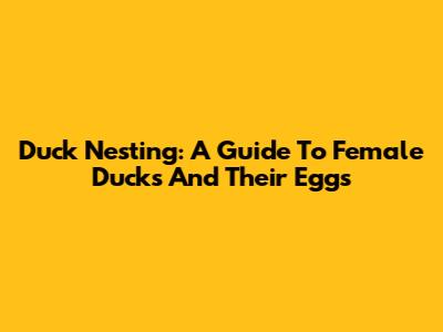 Duck Nesting: A Guide To Female Ducks And Their Eggs