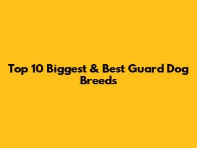 Top 10 Biggest & Best Guard Dog Breeds